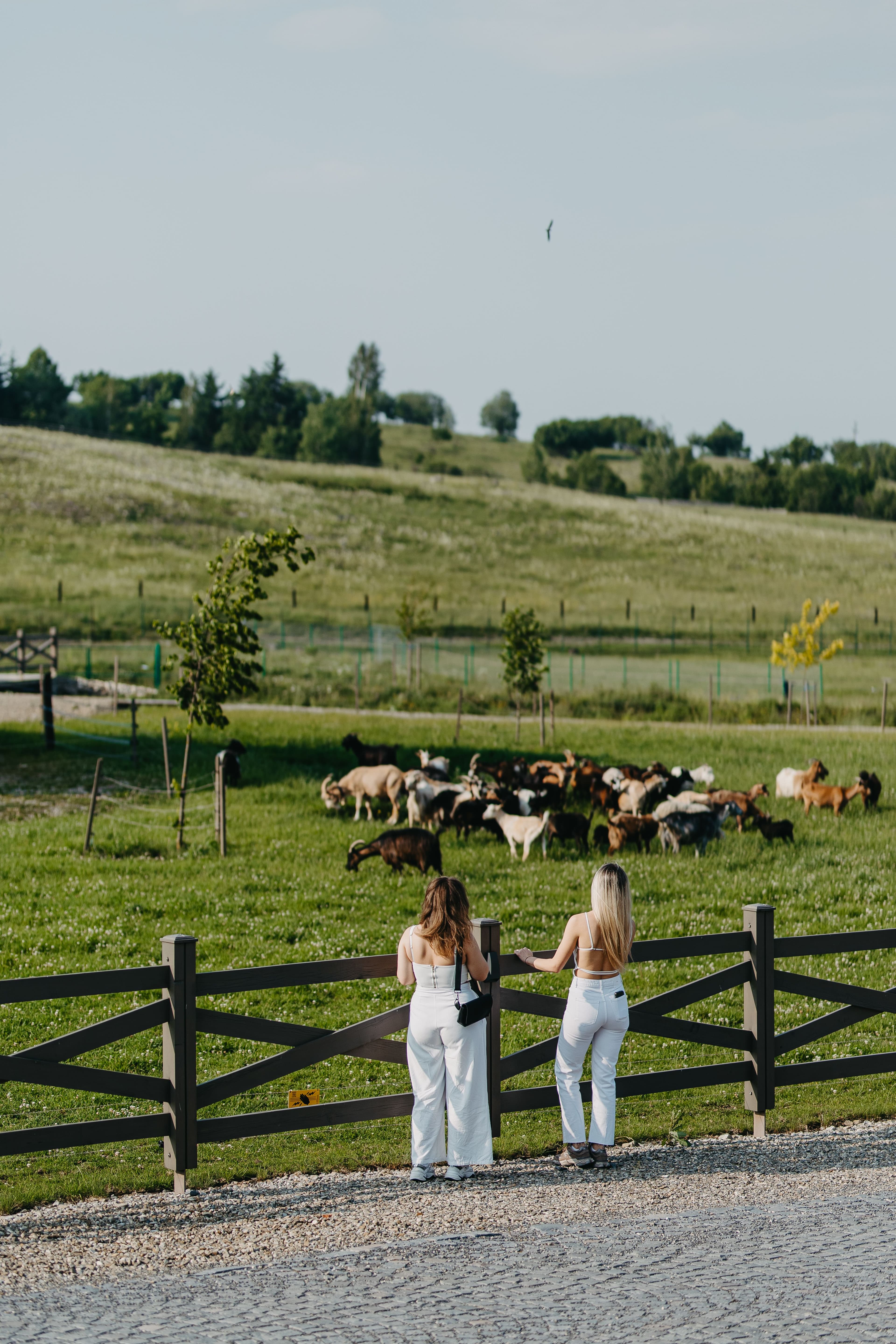 Local cheese divider image 4