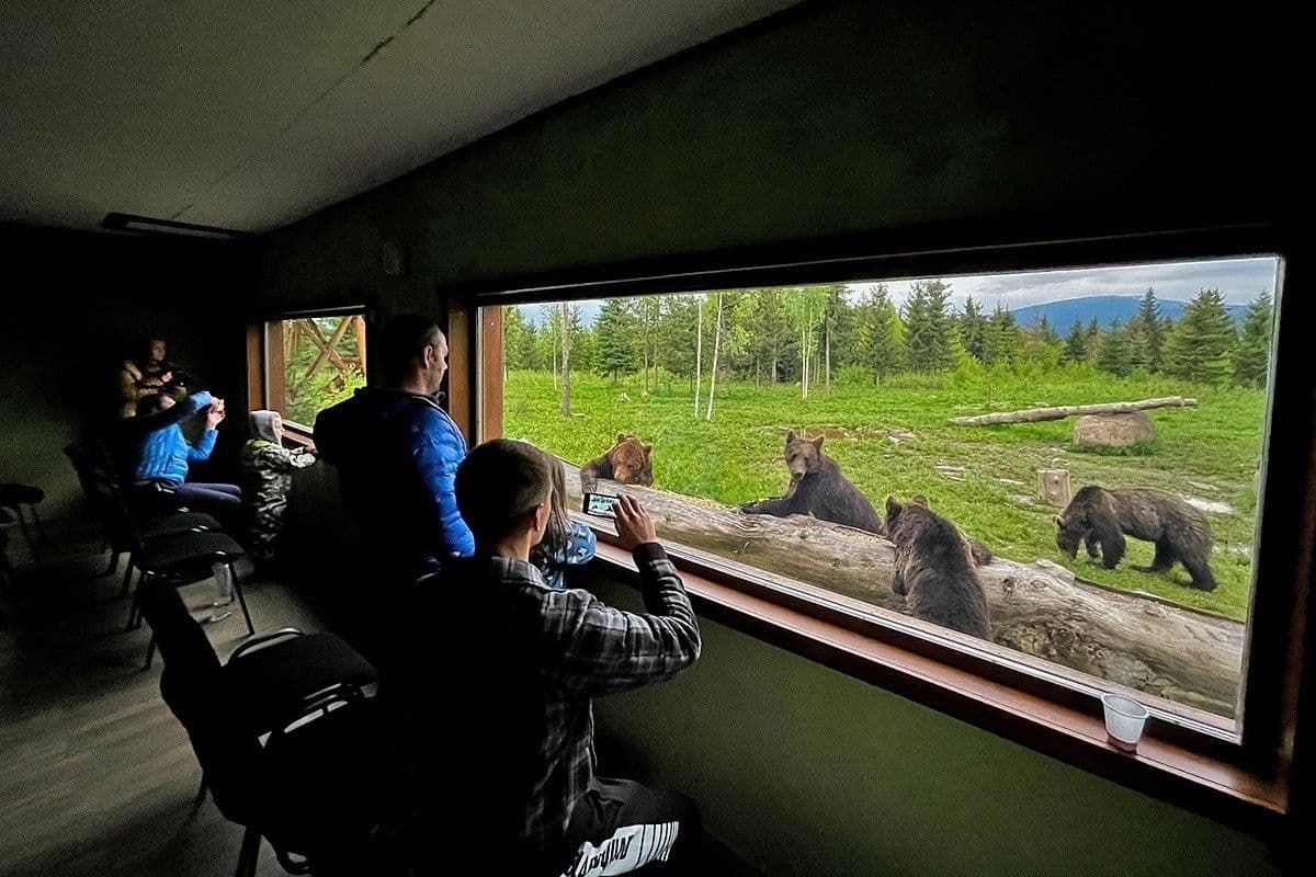 Bear Watching