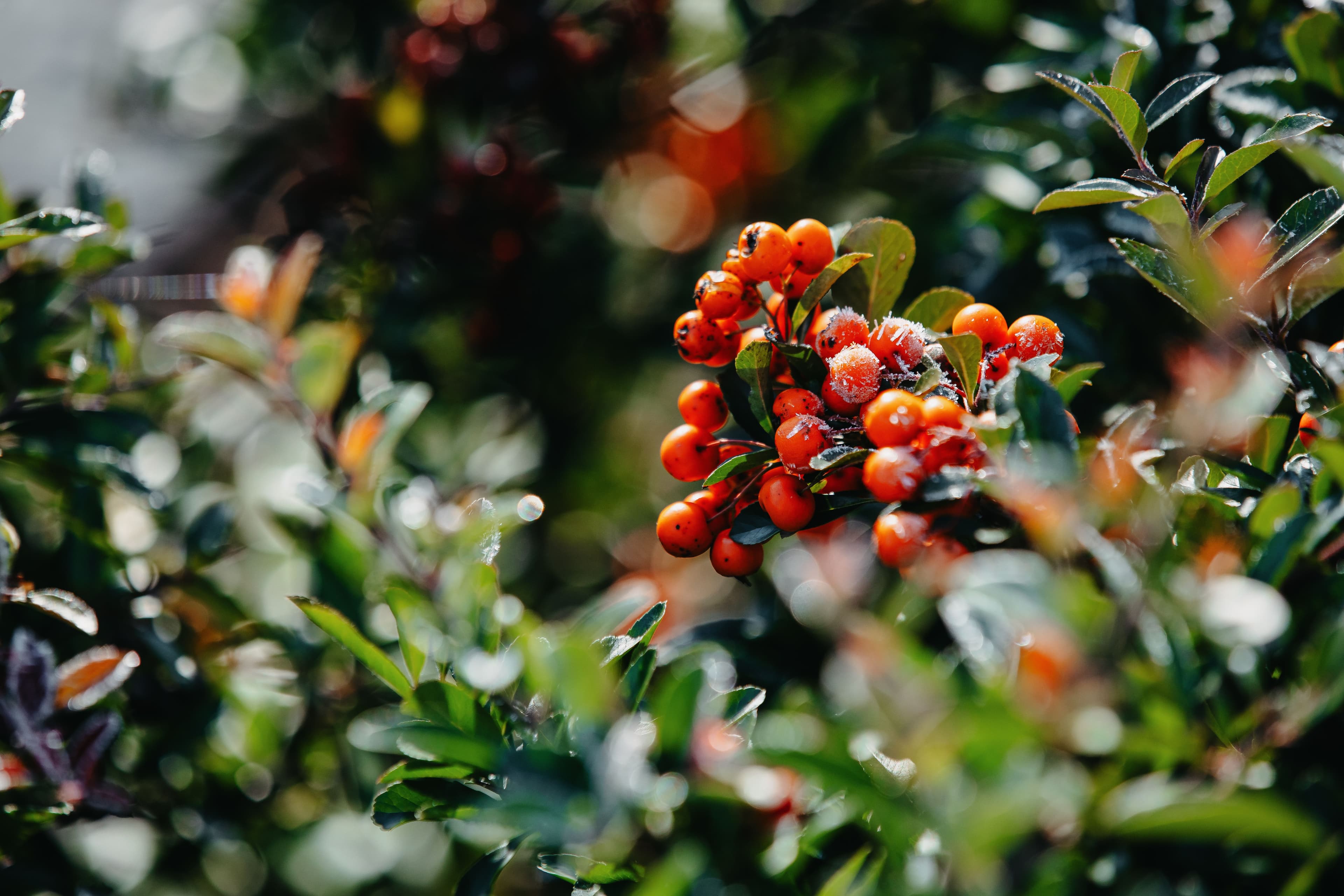 Natural landscape near the chalet