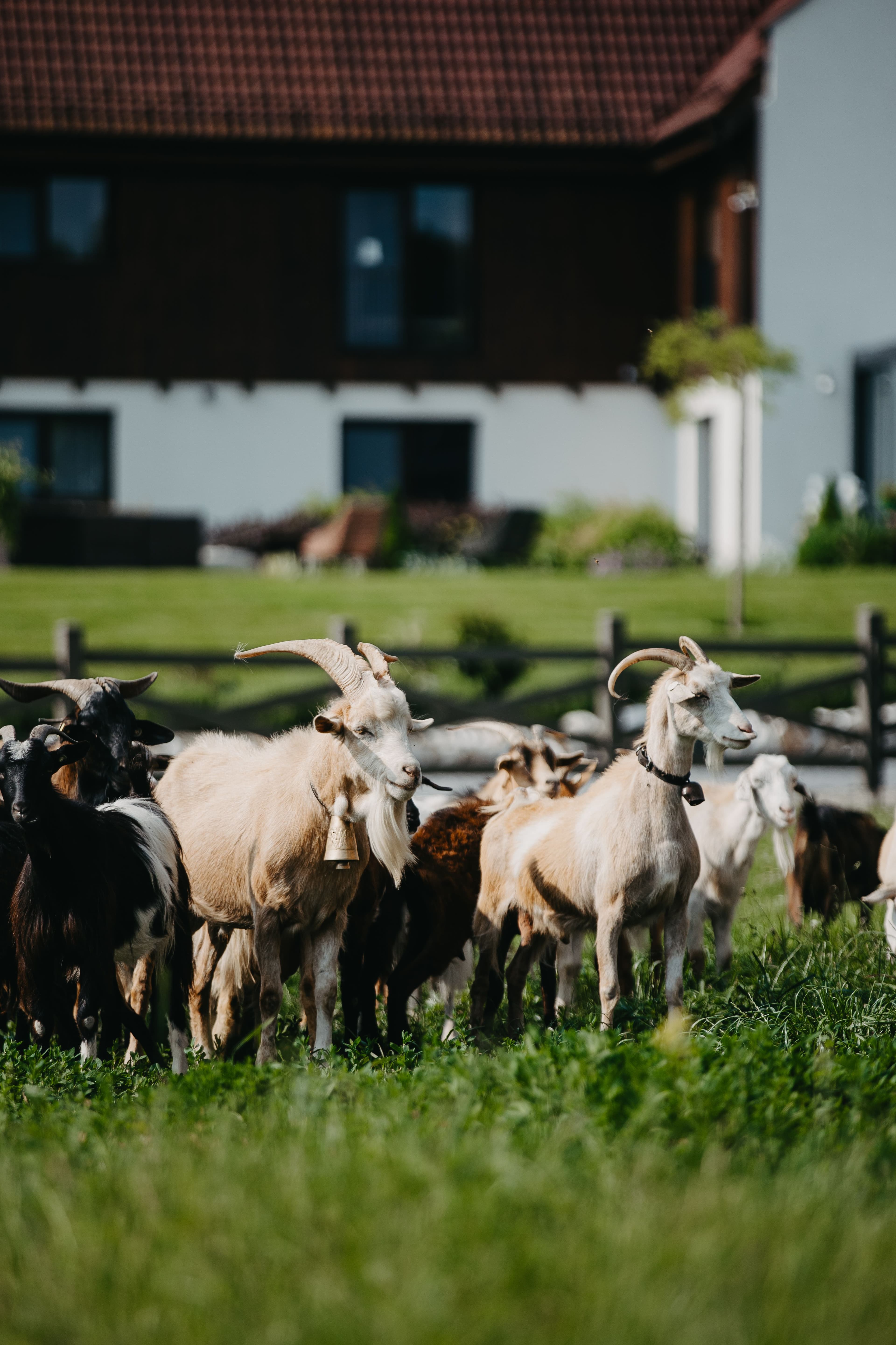 Local cheese divider image 1